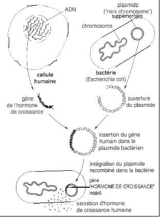 BACTERIE ET INSULINE.jpg